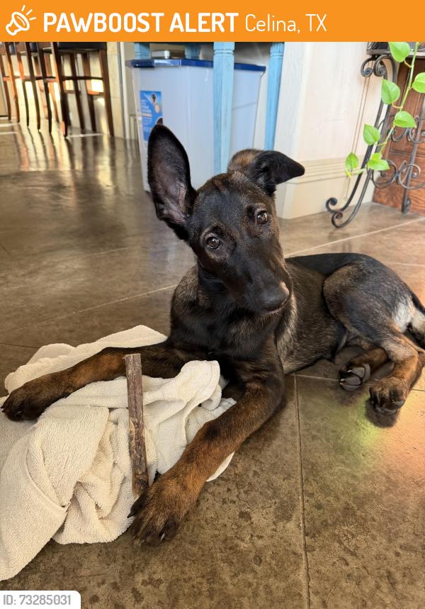 Found/Stray Female Dog last seen Cowan & Baker, Celina, TX 75009