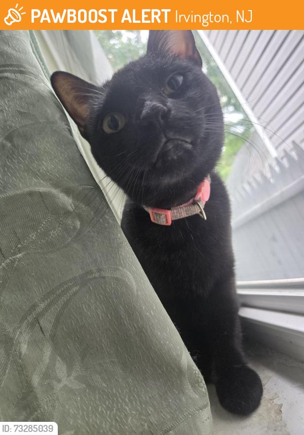 Found/Stray Female Cat last seen 18th Avenue, Irvington, NJ 07111