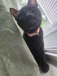 Found/Stray Female Cat last seen 18th Avenue, Irvington, NJ 07111