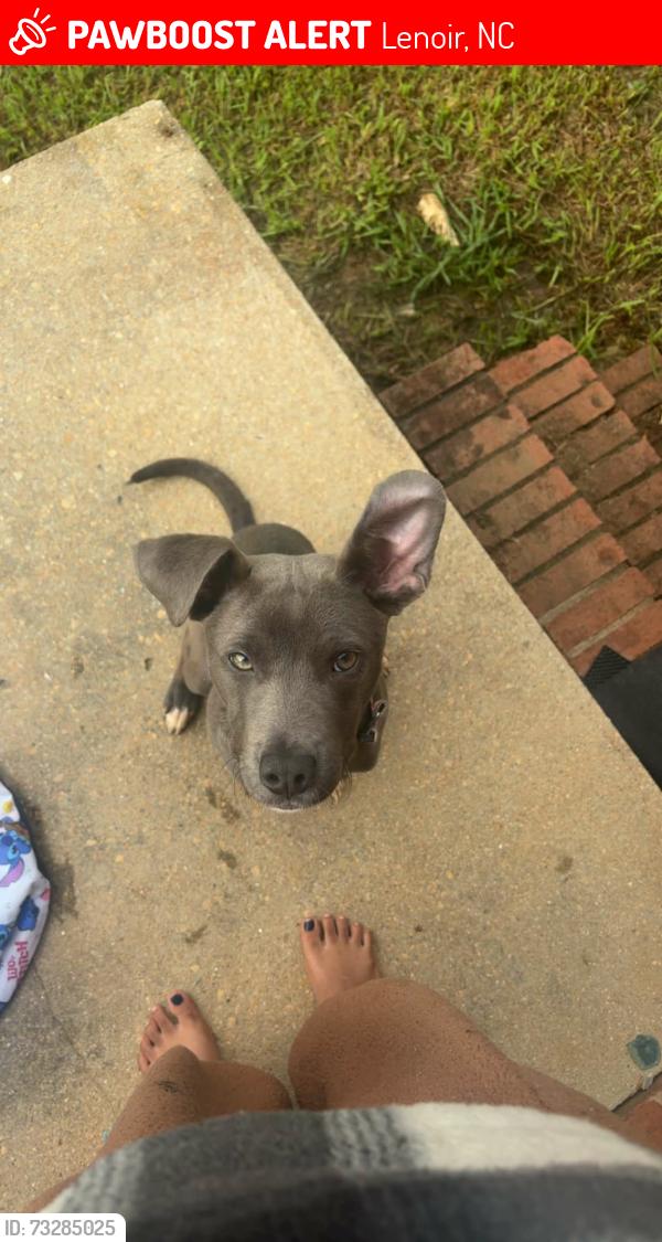 Lost Male Dog last seen Near Blowing Rock Blvd. ,Lenoir ,NC, Lenoir, NC 28645