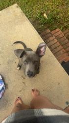 Lost Male Dog last seen Near Blowing Rock Blvd. ,Lenoir ,NC, Lenoir, NC 28645
