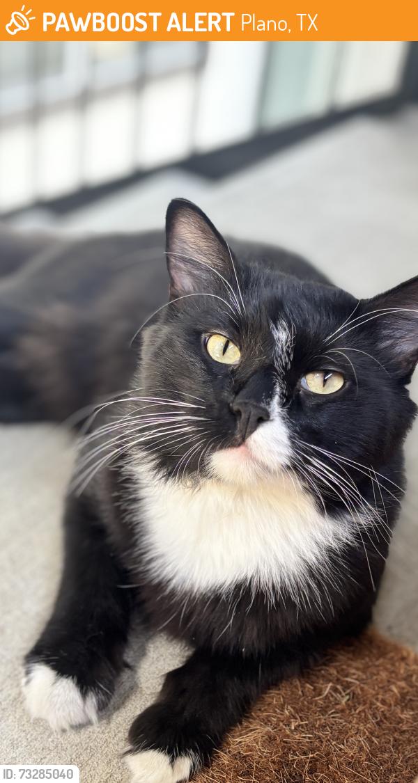 Found/Stray Male Cat last seen Near the kids sports park near the Kroger, Plano, TX 75074