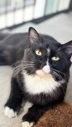 Found/Stray Male Cat last seen Near the kids sports park near the Kroger, Plano, TX 75074