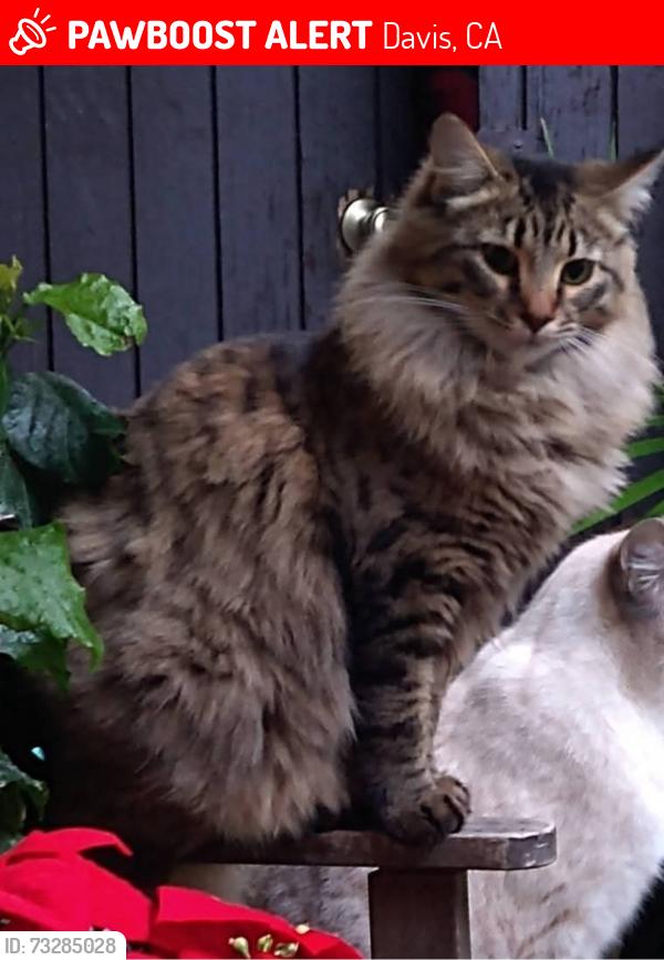 Lost Female Cat last seen Bienville/Danube Davis Ca (West Davis), Davis, CA 95616