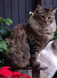 Lost Female Cat last seen Bienville/Danube Davis Ca (West Davis), Davis, CA 95616