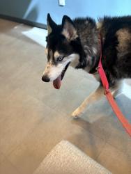 Reunited Unknown Dog last seen Adobe and N 24th street, corner, Mesa, AZ 85213