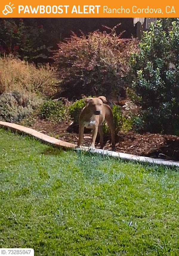 Found/Stray Female Dog last seen Coloma road, Rancho Cordova, CA 95670