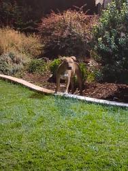 Found/Stray Female Dog last seen Coloma road, Rancho Cordova, CA 95670