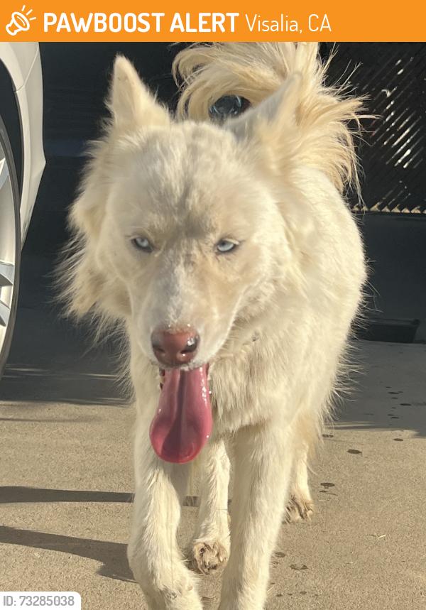 Found/Stray Female Dog last seen West lark ave & North turner street Visalia, Visalia, CA 93291