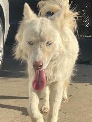 Found/Stray Female Dog last seen West lark ave & North turner street Visalia, Visalia, CA 93291