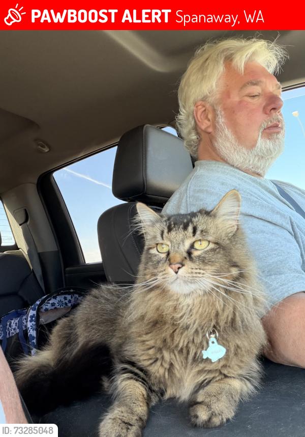 Lost Male Cat last seen Kanita ests off Eustis hunt, Spanaway, WA 98387