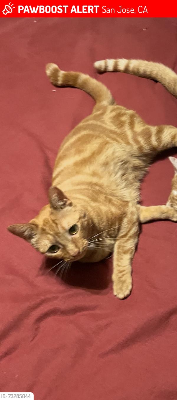 Lost Female Cat last seen Cape Coral dr, San Jose, CA 95133