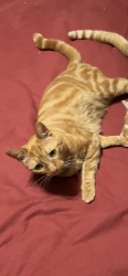 Lost Female Cat last seen Cape Coral dr, San Jose, CA 95133