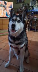 Reunited Male Dog last seen Blanco and Tamworth, San Antonio, TX 78213