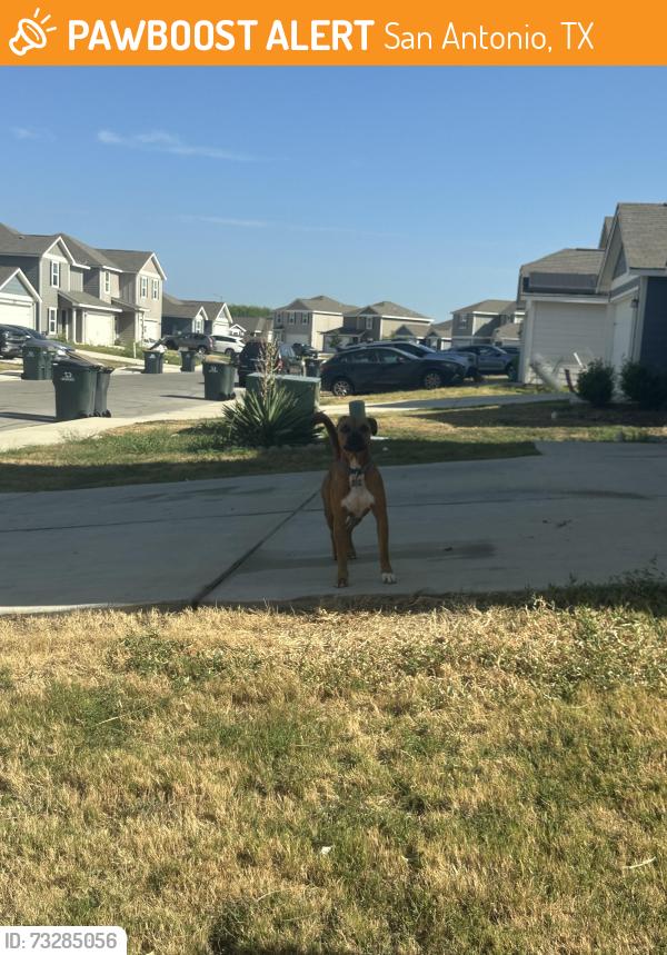 Found/Stray Unknown Dog last seen Lazy canyon, San Antonio, TX 78252