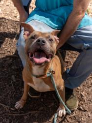 Shelter Stray Male Dog last seen Chamblee Dunwoody Rd, 30341, GA, 3280 Chamblee Dunwoody Rd, Chamblee, GA 30341, USA