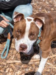 Shelter Stray Male Dog last seen Near BRETTON WOODS DRIVE Lithonia, 30058, 30058, GA, 3280 Chamblee Dunwoody Rd, Chamblee, GA 30341, USA