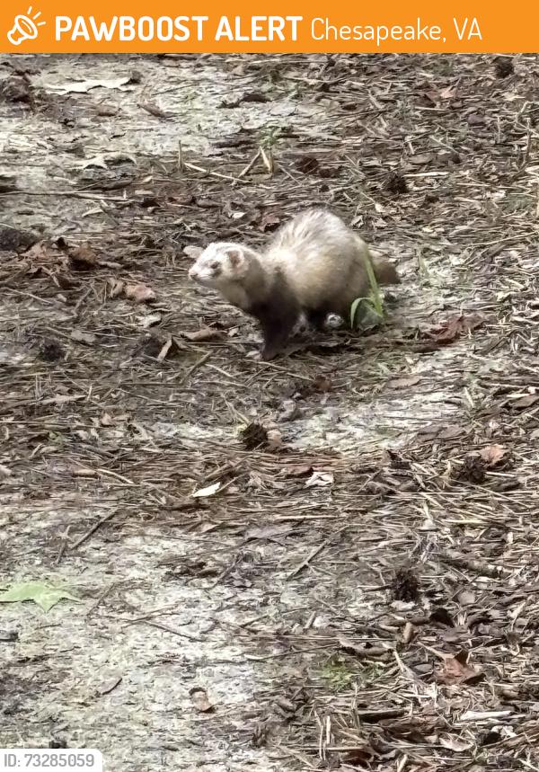 Found/Stray Unknown Ferret last seen Battlefield Blvd, Chesapeake, VA 23322