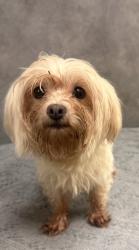 Shelter Stray Female Dog last seen Jungle Dr, Duncanville, TX, 1150 E Pleasant Run Rd, Cedar Hill, TX 75104, USA