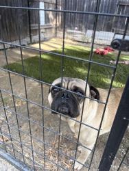 Reunited Male Dog last seen Rosa Parks K-8 School Sacramento, Ca, Sacramento, CA 95822