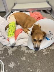 Shelter Stray Male Dog last seen E Lincoln Ave & Crawford Ave, Reedley Zone Fresno CO 4 93654, CA, 1510 W Dan Ronquillo Dr, Fresno, CA 93706, USA