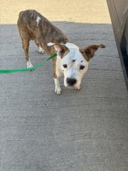 Shelter Stray Female Dog last seen Near blk Melinda- FH, FOREST HILL, TX, 3961 Bluebell Dr, Everman, TX 76140, USA