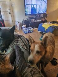 Reunited Male Dog last seen 48th Avenue and Thunderbird, Glendale, AZ 85306