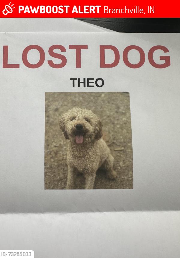 Lost Male Dog last seen st. croix rd, branchville, indiana, Branchville, IN 47514