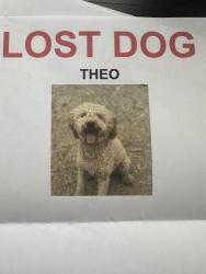 Lost Male Dog last seen st. croix rd, branchville, indiana, Branchville, IN 47514