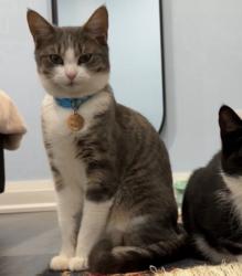 Reunited Female Cat last seen Darcel Avenue Public School, Mississauga, ON L4T 2E1