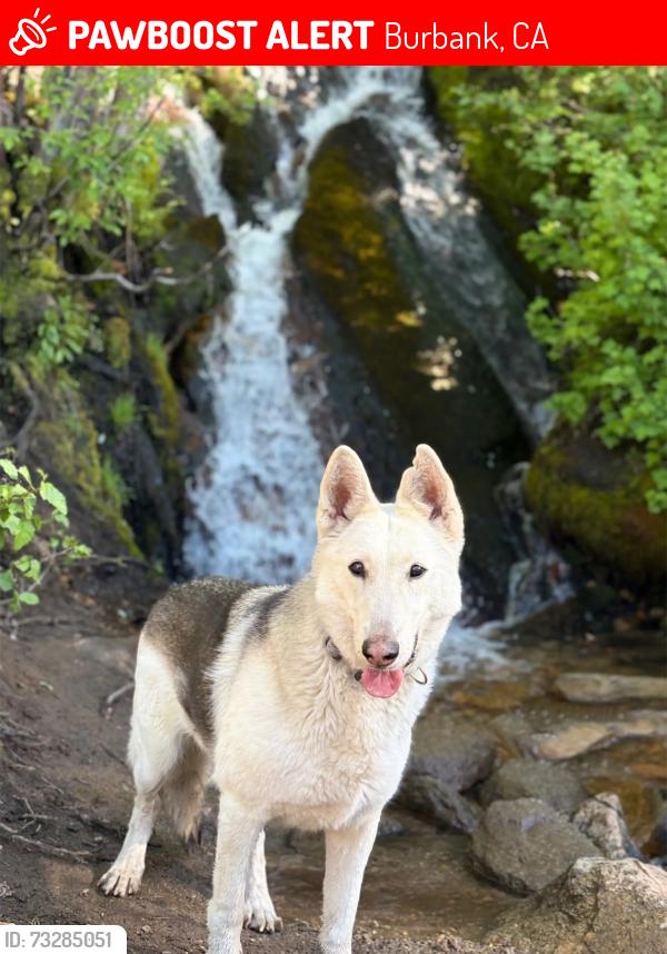 Lost Male Dog last seen Burbank, Burbank, CA 91505