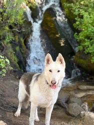 Lost Male Dog last seen Burbank, Burbank, CA 91505