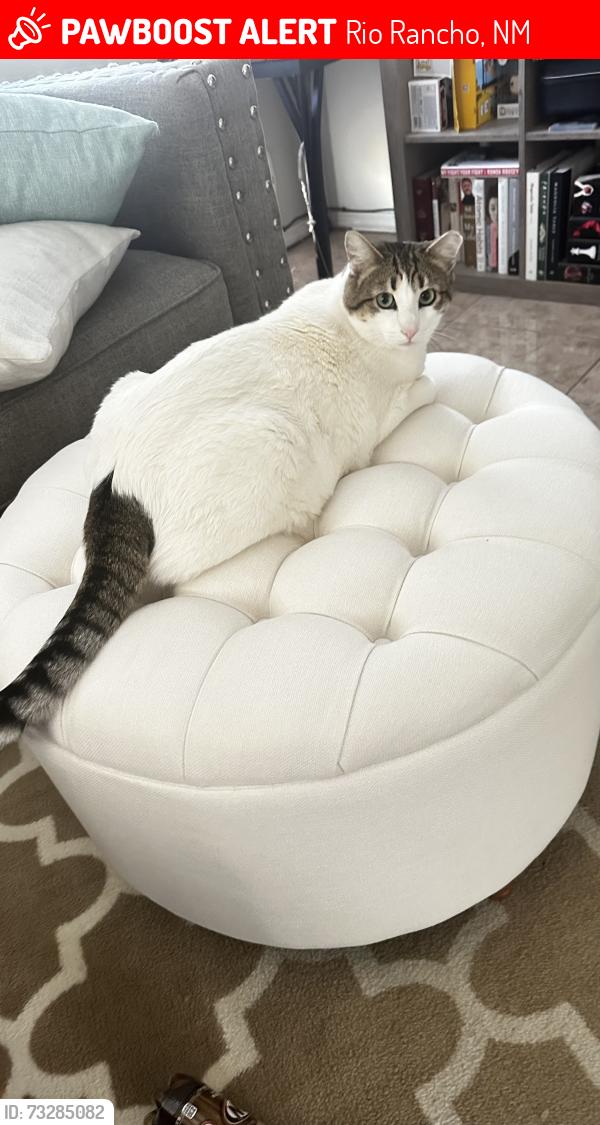 Lost Male Cat last seen Apache Loop/Ponitac, Rio Rancho, NM 87124