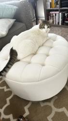 Lost Male Cat last seen Apache Loop/Ponitac, Rio Rancho, NM 87124