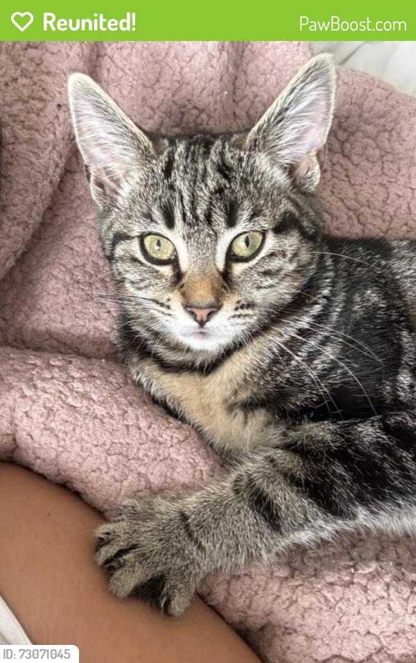 Reunited Female Cat last seen near the relyon area, Wellington, England TA21