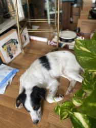 Found/Stray Male Dog last seen Westhill/Featherston, Cleburne, TX 76033
