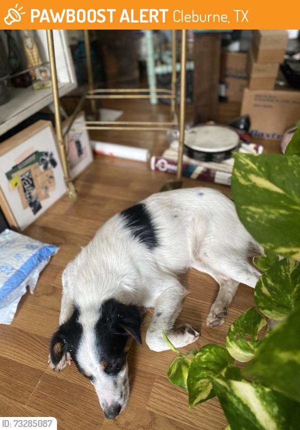Found/Stray Male Dog last seen Westhill/Featherston, Cleburne, TX 76033