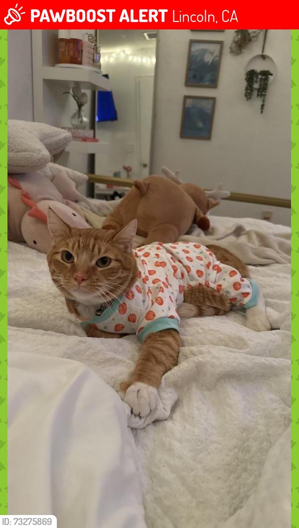 Lost Male Cat last seen Virgina town Rd, Lincoln, CA 95648