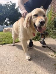 Found/Stray Male Dog last seen Noblitt park, Columbus, IN 47201