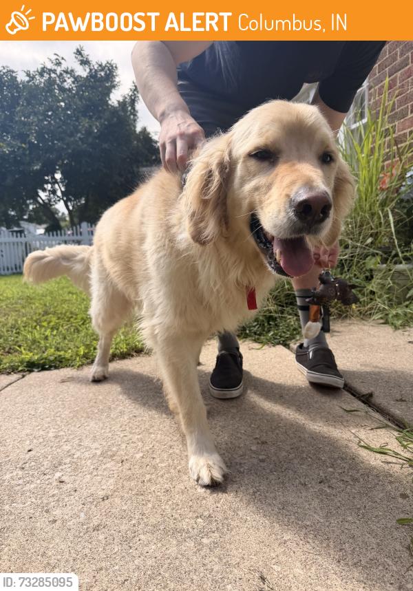 Found/Stray Male Dog last seen Noblitt park, Columbus, IN 47201