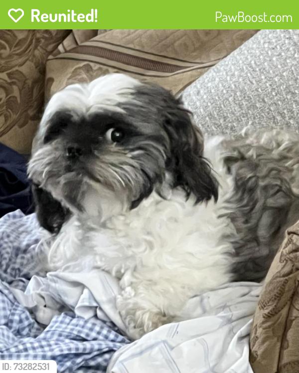 Reunited Male Dog last seen Near Riverway Ct, Mesquite, TX 75181, USA, Mesquite, TX 75181