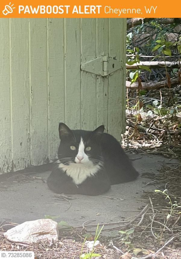 Found/Stray Unknown Cat last seen W 7th St and Reed Ave, Cheyenne, WY 82007