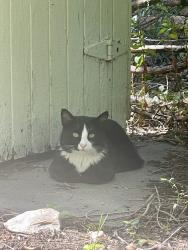 Found/Stray Unknown Cat last seen W 7th St and Reed Ave, Cheyenne, WY 82007