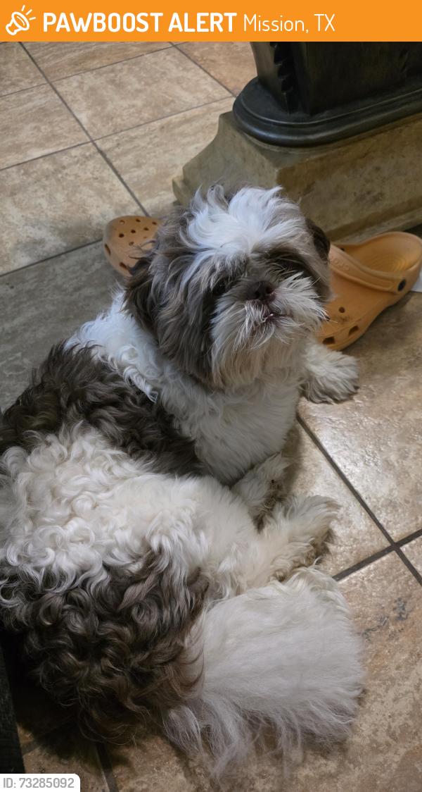 Found/Stray Male Dog last seen Moorefield st and paseo encantado st, Mission, TX 78572