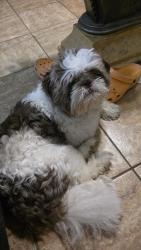 Found/Stray Male Dog last seen Moorefield st and paseo encantado st, Mission, TX 78572