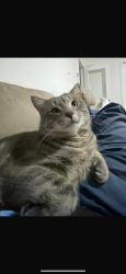 Lost Male Cat last seen Thomas street, Wallsend, NSW 2287
