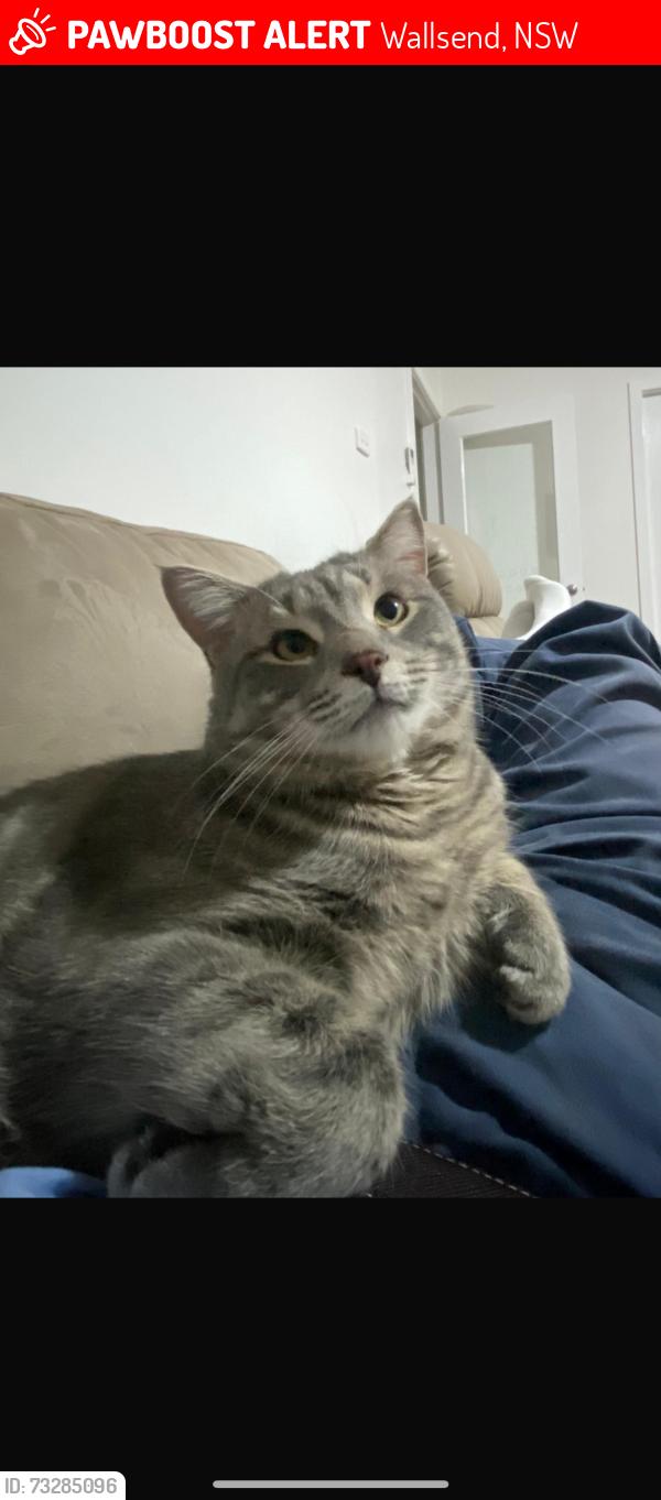 Lost Male Cat last seen Thomas street, Wallsend, NSW 2287