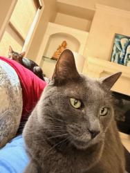 Reunited Female Cat last seen Brompton and Cason, Houston, TX 77005