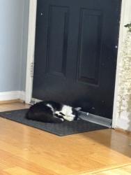 Lost Female Cat last seen ran into the woods near tower road, Greensboro, NC 27410