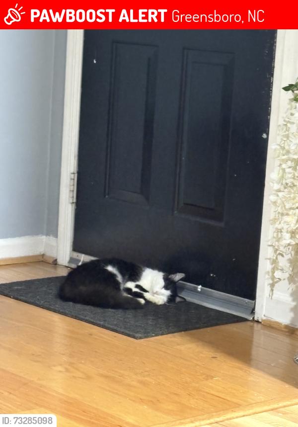 Lost Female Cat last seen ran into the woods near tower road, Greensboro, NC 27410